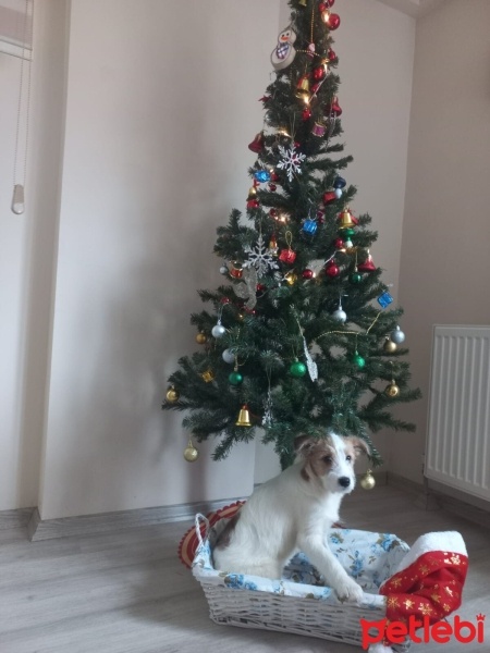 Fox Terrier (Smooth), Köpek  Terrier erkek Köpek Pati yuva arıyor. Ücretsiz fotoğrafı