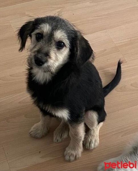Fox Terrier (Smooth), Köpek  Terrier erkek Köpek Pati yuva arıyor. Ücretsiz fotoğrafı