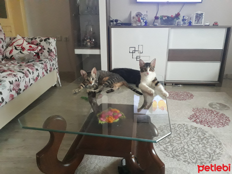 Tekir Kedi, Kedi  Bade fotoğrafı