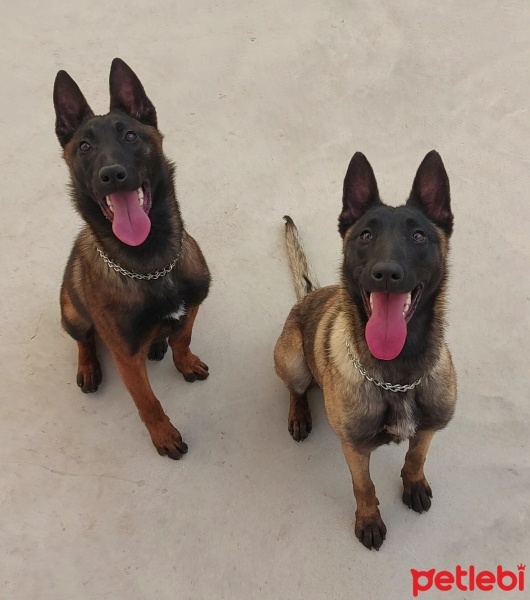 Belçika Malinois, Köpek  Ateş fotoğrafı