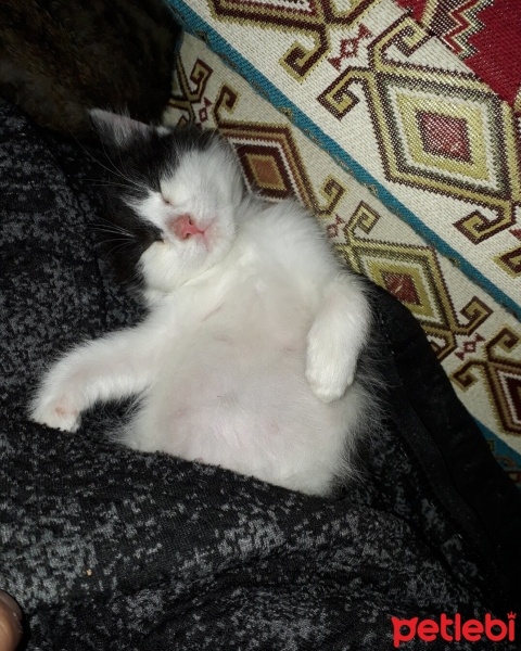 Soke, Kedi  Isabelle fotoğrafı