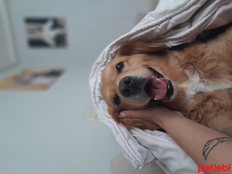 Golden Retriever, Köpek  Şans fotoğrafı