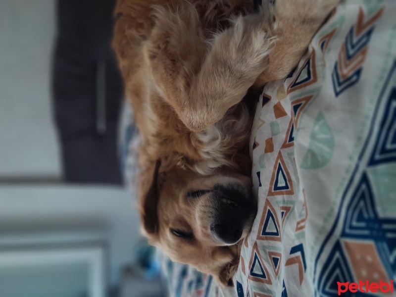 Golden Retriever, Köpek  Şans fotoğrafı