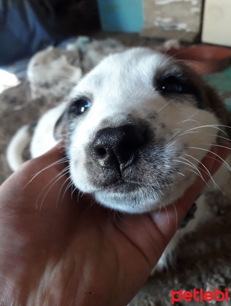 Sokö (Sokak Köpeği), Köpek  Rüzgar fotoğrafı
