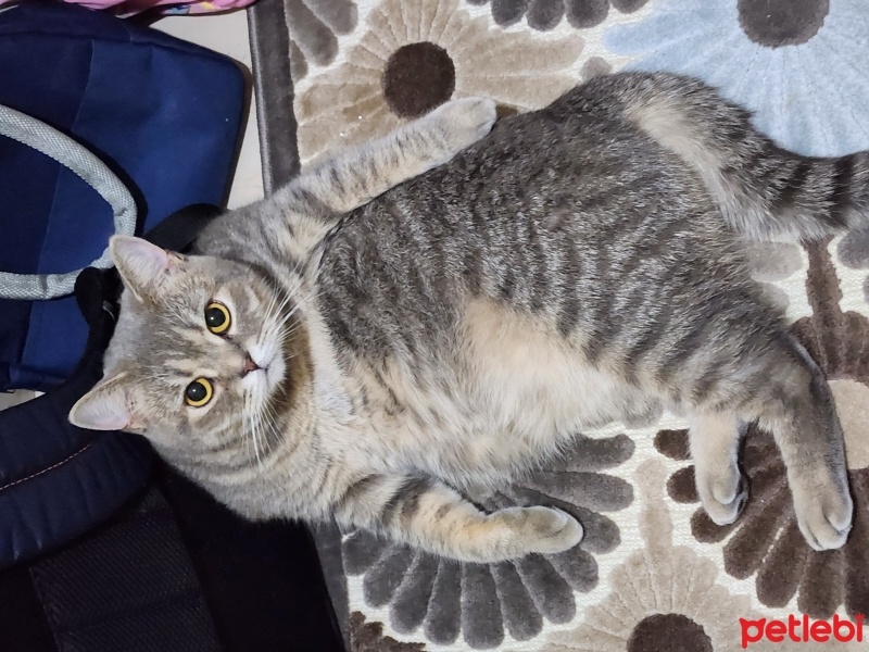 British Shorthair, Kedi  Luna fotoğrafı