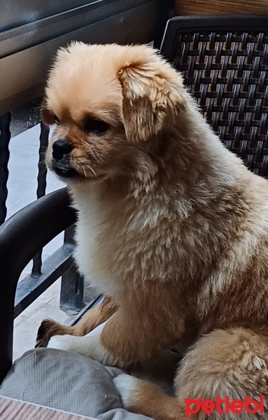 Pekingese, Köpek  Asil fotoğrafı