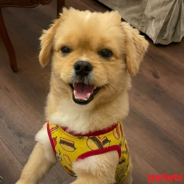 Pekingese, Köpek  Asil fotoğrafı