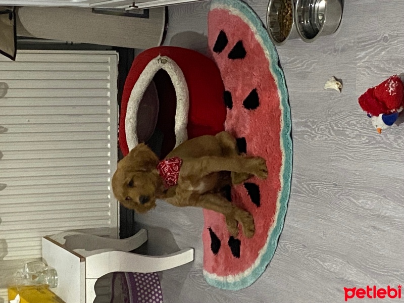 Amerikan Cocker Spaniel, Köpek  Mocha fotoğrafı