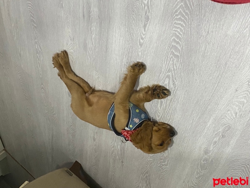 Amerikan Cocker Spaniel, Köpek  Mocha fotoğrafı