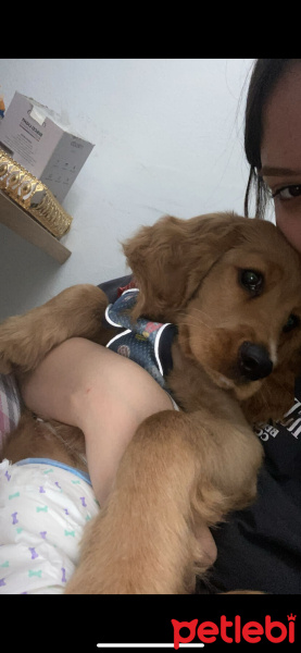 Amerikan Cocker Spaniel, Köpek  Mocha fotoğrafı