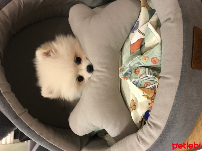 Pomeranyalı, Köpek  Latte fotoğrafı