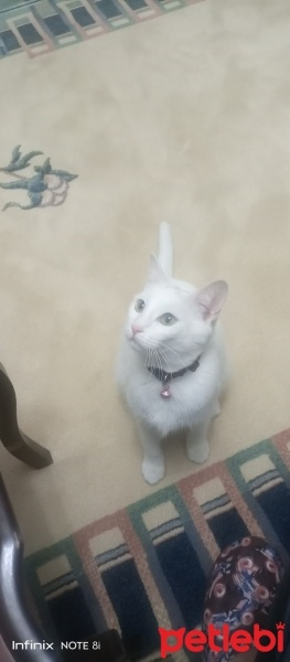 Van Kedisi, Kedi  Pamuk prenses fotoğrafı