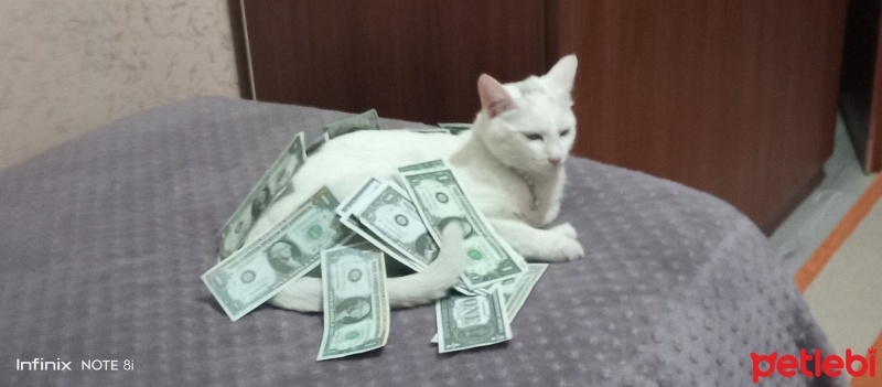 Van Kedisi, Kedi  Pamuk prenses fotoğrafı