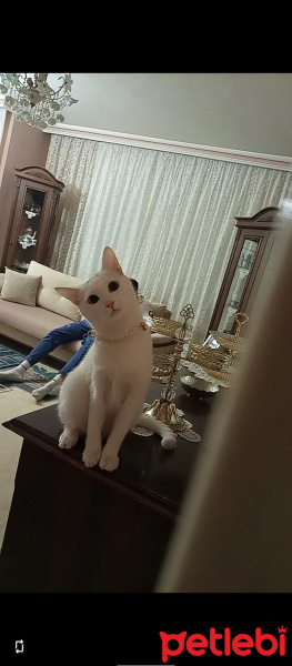 Van Kedisi, Kedi  Pamuk prenses fotoğrafı