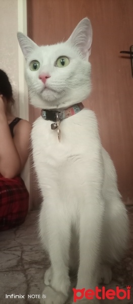 Van Kedisi, Kedi  Pamuk prenses fotoğrafı