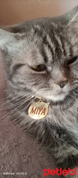 Van Kedisi, Kedi  Pamuk prenses fotoğrafı