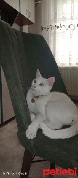 Van Kedisi, Kedi  Pamuk prenses fotoğrafı