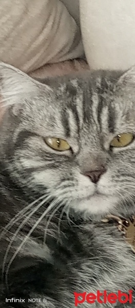 Van Kedisi, Kedi  Pamuk prenses fotoğrafı