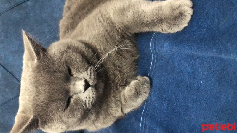 British Shorthair, Kedi  Polo fotoğrafı