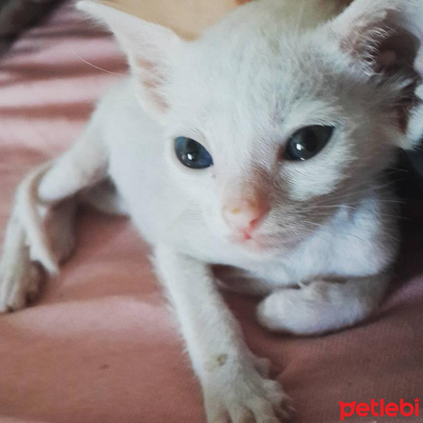 Ankara Kedisi, Kedi  bakla fotoğrafı