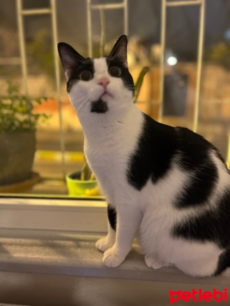 Tuxedo (Smokin) Kedi, Kedi  Pati fotoğrafı