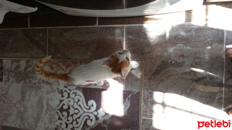 Tekir Kedi, Kedi  Pamuk fotoğrafı