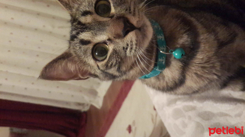 Tekir Kedi, Kedi  Bubble gum fotoğrafı