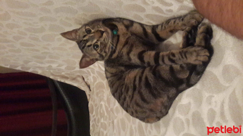 Tekir Kedi, Kedi  Bubble gum fotoğrafı