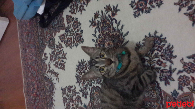 Tekir Kedi, Kedi  Bubble gum fotoğrafı