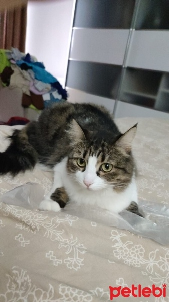 Tekir Kedi, Kedi  turşu fotoğrafı