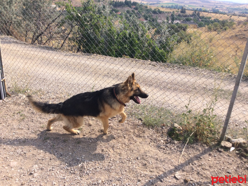 Alman Çoban Köpeği, Köpek  Duman  fotoğrafı
