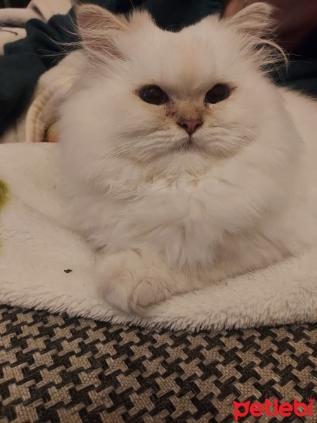British Longhair, Kedi  Lila fotoğrafı