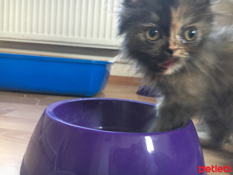 Chinchilla, Kedi  Pekmez  fotoğrafı
