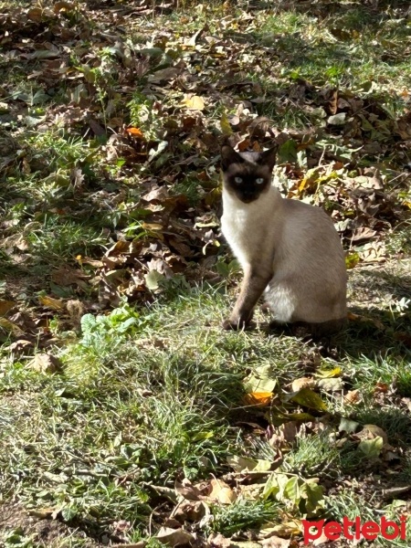 Siyam Kedisi, Kedi  Güneş fotoğrafı