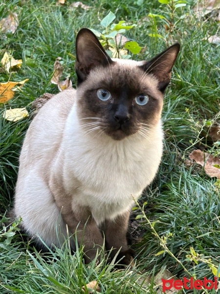 Siyam Kedisi, Kedi  Güneş fotoğrafı