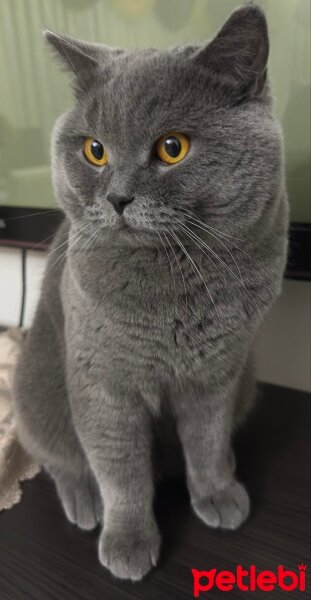 British Shorthair, Kedi  tekila fotoğrafı