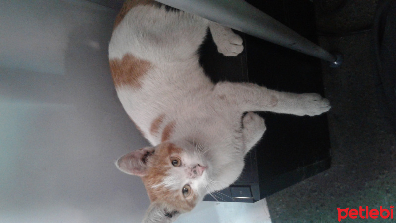 American Wirehair, Kedi  Isimsiz fotoğrafı