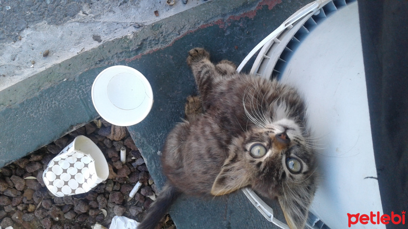 American Wirehair, Kedi  Isimsiz fotoğrafı