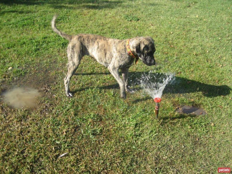 Sokö (Sokak Köpeği), Köpek  SHEERA fotoğrafı