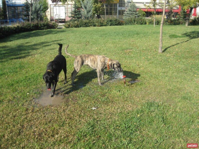 Sokö (Sokak Köpeği), Köpek  SHEERA fotoğrafı