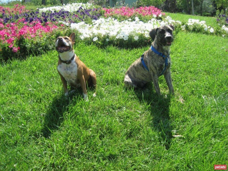 Sokö (Sokak Köpeği), Köpek  SHEERA fotoğrafı