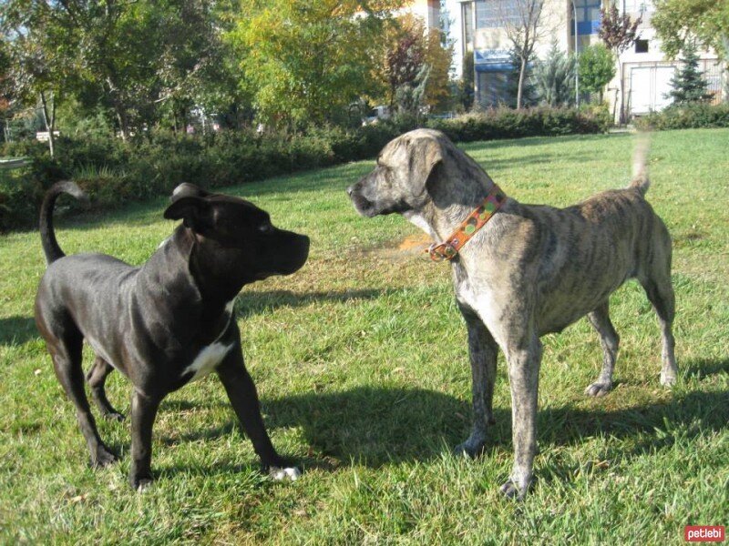 Sokö (Sokak Köpeği), Köpek  SHEERA fotoğrafı