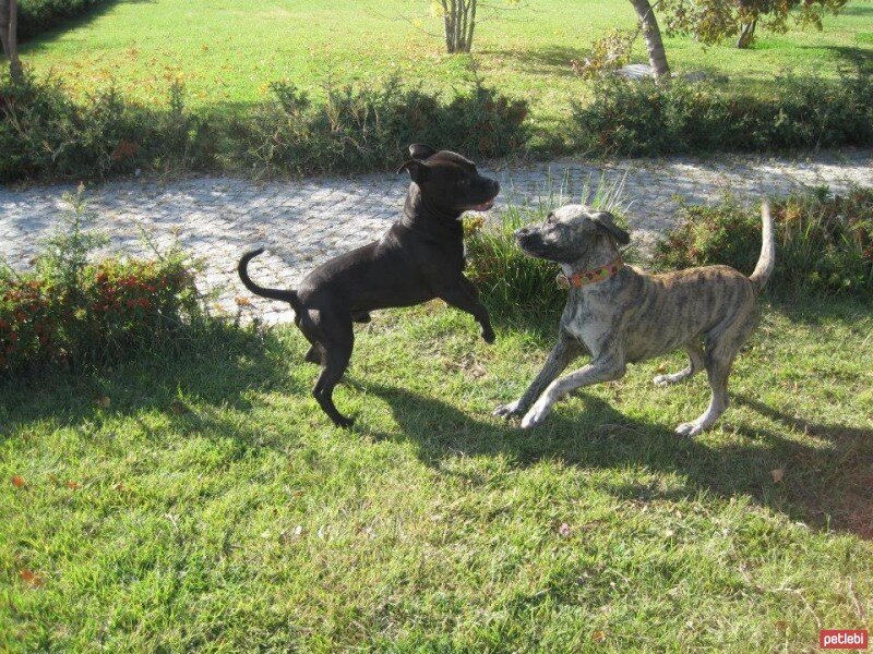 Sokö (Sokak Köpeği), Köpek  SHEERA fotoğrafı