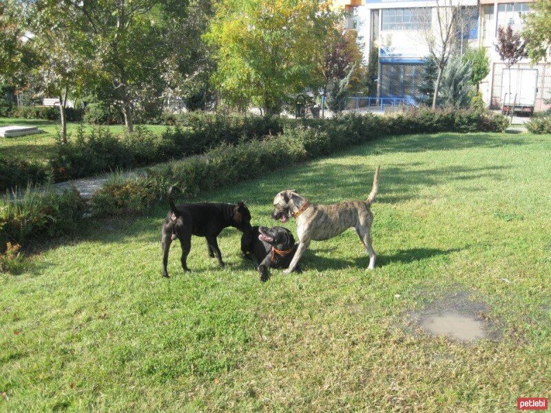 Sokö (Sokak Köpeği), Köpek  SHEERA fotoğrafı