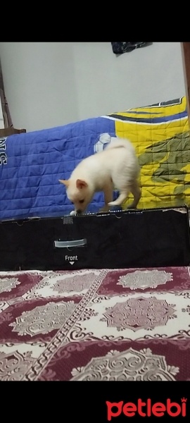 Chihuahua, Köpek  Ares fotoğrafı
