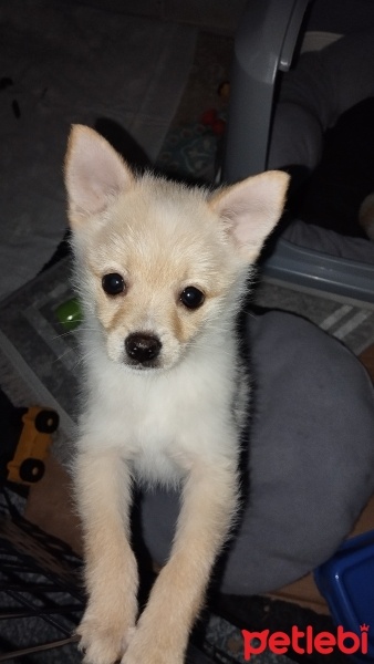Chihuahua, Köpek  Ares fotoğrafı