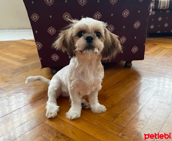 Shih Tzu, Köpek  Murph fotoğrafı