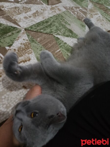 British Shorthair, Kedi  Hera fotoğrafı