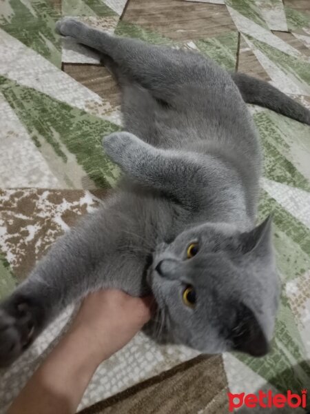 British Shorthair, Kedi  Hera fotoğrafı