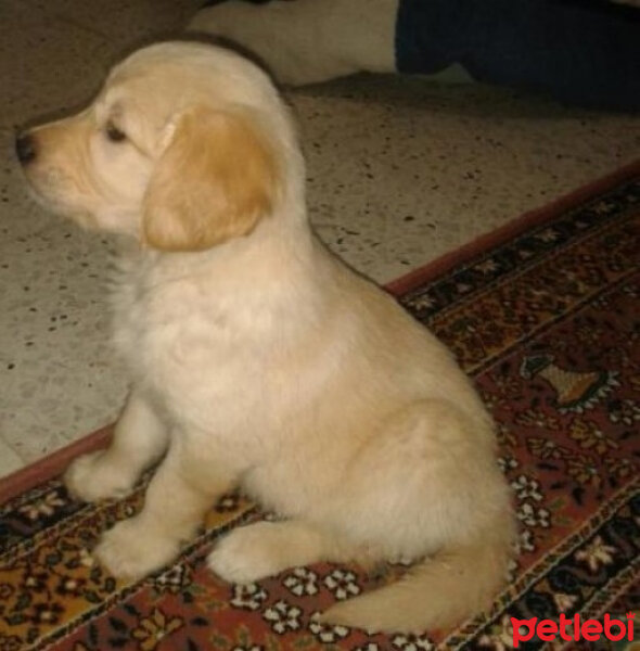 Golden Retriever, Köpek  Boby fotoğrafı